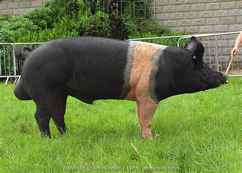 Hampshire Pig stock photo - Minden Pictures