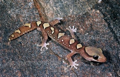 Rare Australian Gecko | Stock Image - Science Source Images