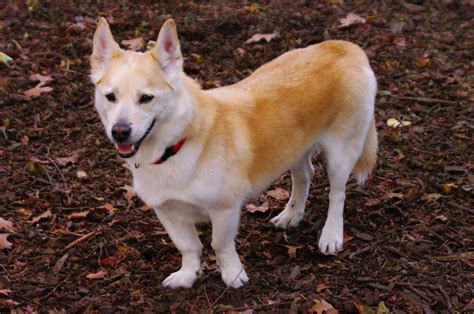 Husky Corgi Mix - Dog Training Home | Dog Types