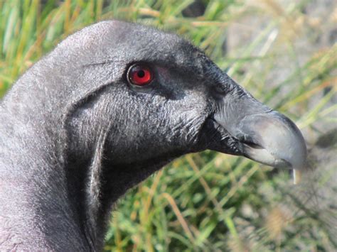 Pesticides Are Killing Off the Andean Condor • The Revelator