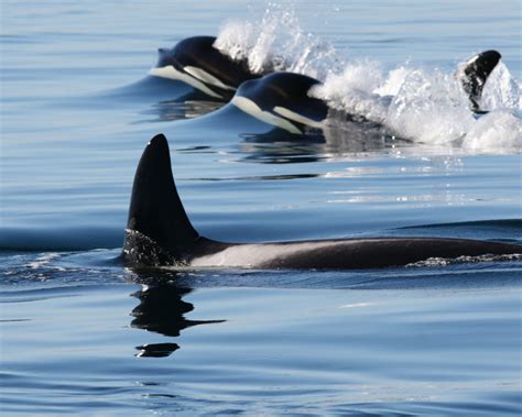 Killer whales and oil spills — SeaDoc Society