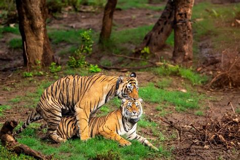 Bengal Tiger Mating Behavior and Cub Rearing