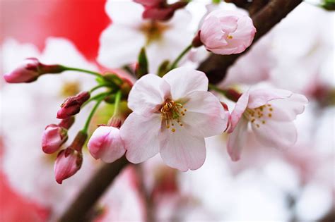 Cherry blossom,a symbol of the beauty of spring in Japan. | Spring in japan, Cherry blossom, Blossom