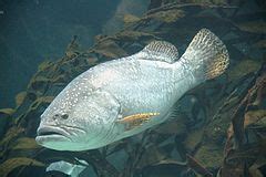 Category:Epinephelus lanceolatus - Wikimedia Commons