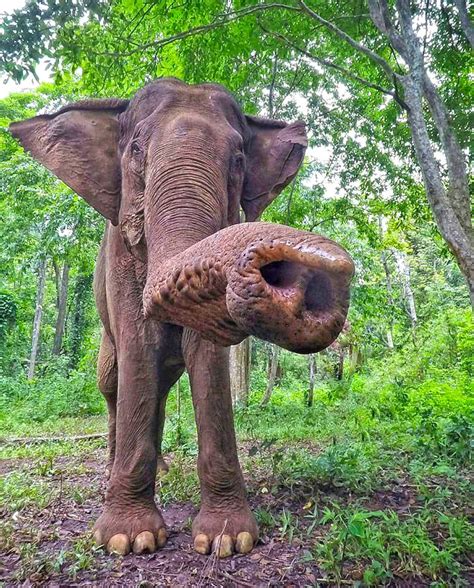 Mondulkiri Elephant & Wildlife Sanctuary