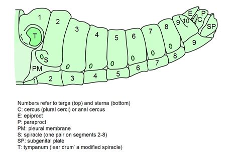 Insect_Reproduction