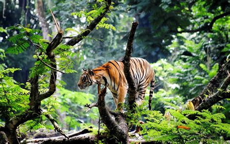 Wallpaper : trees, forest, animals, nature, plants, tiger, branch, wildlife, big cats, jungle ...