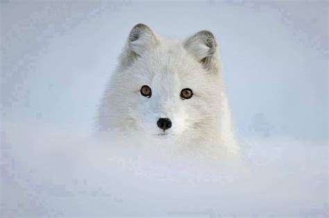 Beautiful White foxes