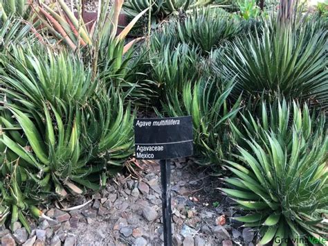 28 Best Agave Types and Varieties for Your Collection - GrowingVale