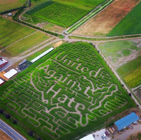 Haunted Corn Maze - Bella Organic Farm