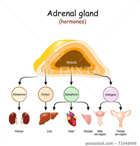 Adrenal Gland Hormones List