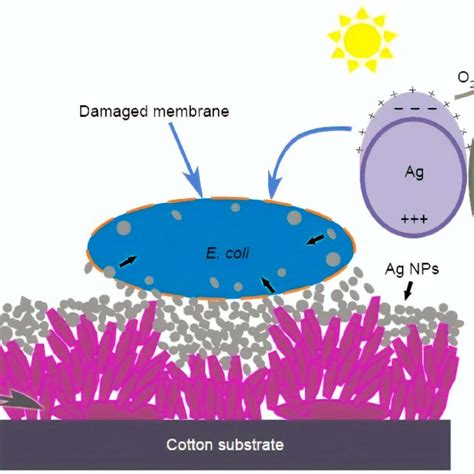 (PDF) Biomedical Applications of TiO2 Nanostructures: Recent Advances