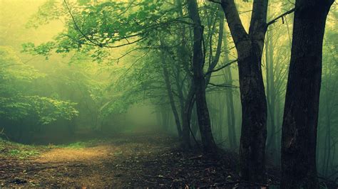 Creepy Forest Wallpaper - WallpaperSafari