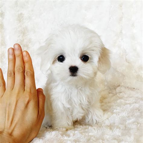 Tiny Teacup Maltese - XS Female Gorgeous! - iHeartTeacups