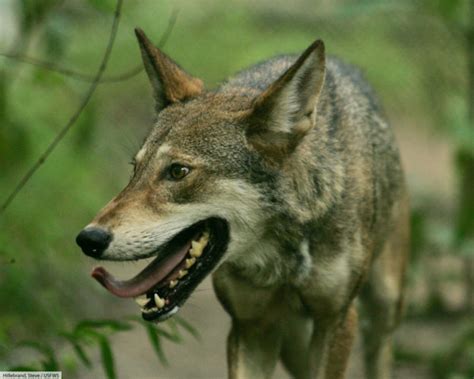 Red Wolf Facts & Pictures, Critically Endangered Mammal, Complete Guide