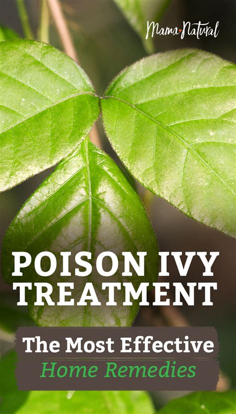 Poison Ivy Treatment Ncbi