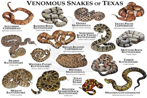 Texas Snake Identification Chart By Color