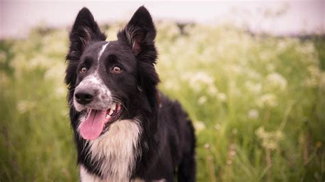 The 136 Most Popular Border Collie Names