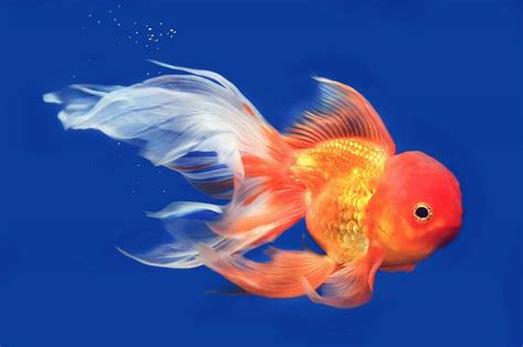 29 Types Of Goldfish Breeds [Common & Fancy] | Fishkeeping World