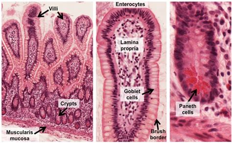 Human Structure Virtual Microscopy