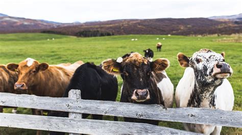 When the cows come home - HIPWELL RANCH