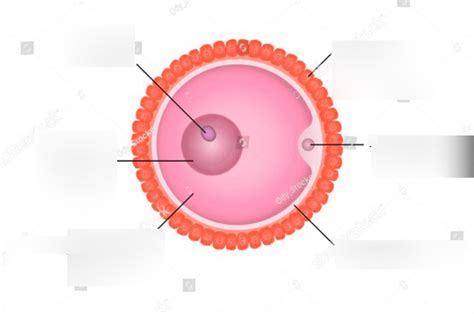 Diagram of structure of ovum / secondary oocyte | Quizlet