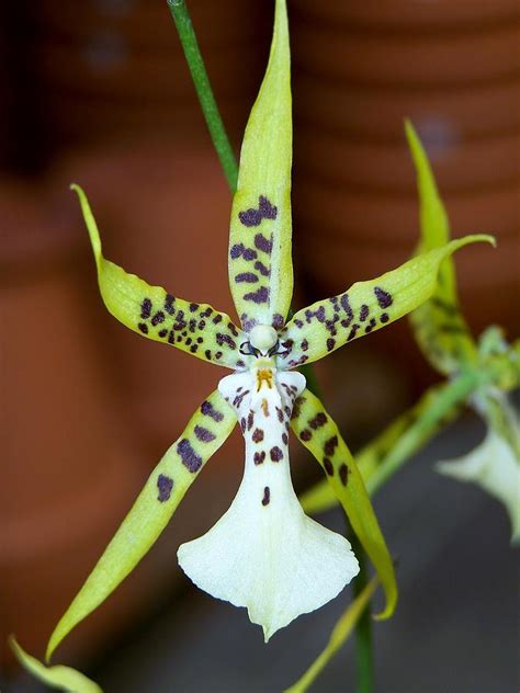 Spider Orchid Photograph by Felecia Clarke - Pixels