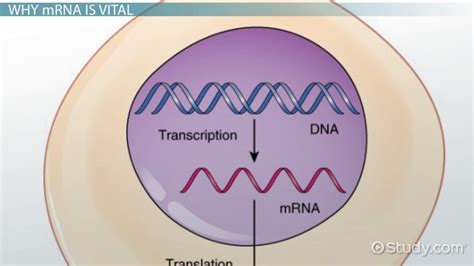 Mrna Structure And Function