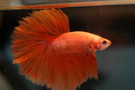 The Orange Betta Fish: Varieties, Breeding and Care - Keeping Fish