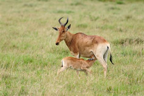 Hartebeest | Animal Kingdom