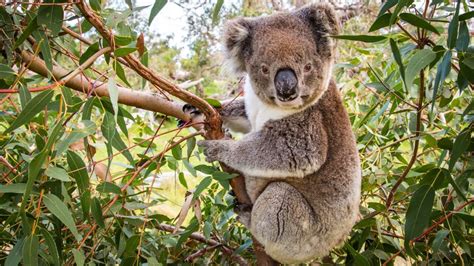 Koalas have lost the equivalent of 10,000 cricket grounds of habitat in the last decade | SBS News