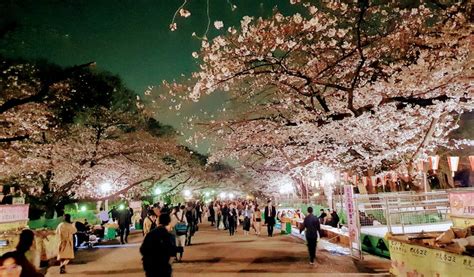 Ueno Cherry Blossom Festival, Mid Mar–Early Apr, 2024 | Tokyo Cheapo