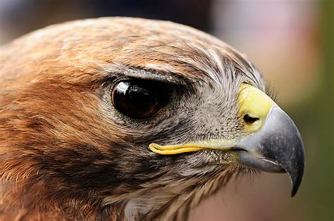 Species Spotlight: Red-Tailed Hawk