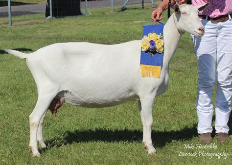 Saanen – Dairy Goat Society of Australia Ltd