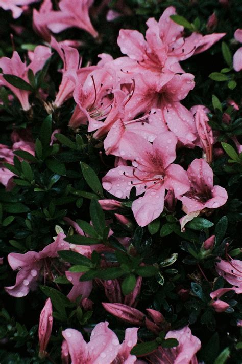 When To Prune Azalea Bushes? - Green Packs