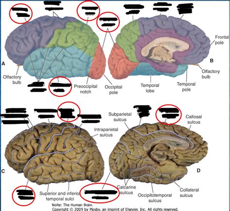 Parts of Brain (sulcus too) Diagram | Quizlet