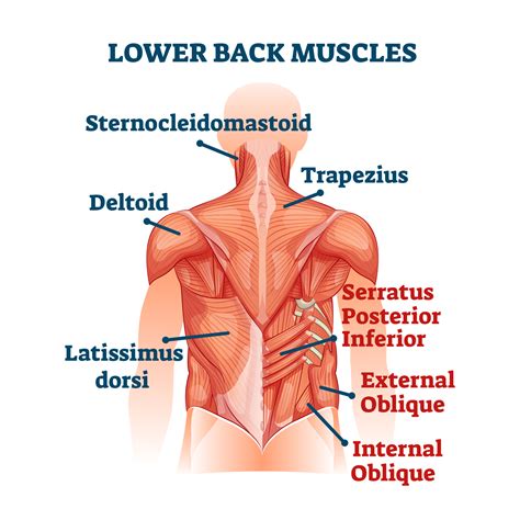 About The Spine Muscle Diagram Back Muscles Lower Back Muscles Anatomy ...