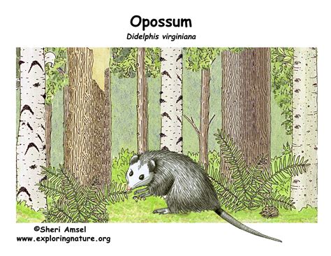 Opossum