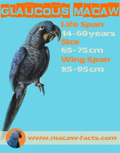 Glaucous macaw facts, life-span, size, and weight. – Macaw Facts