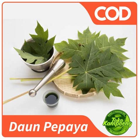 Daun Pepaya 250 gram Sayur Segar Bikin Sehat Banyak Manfaat | Lazada Indonesia