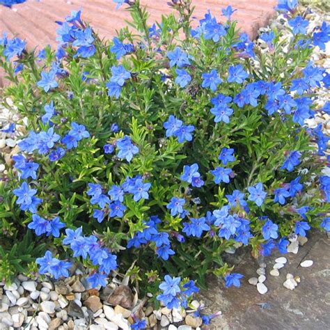 Lithodora Heavenly Blue - Beechmount Garden Centre