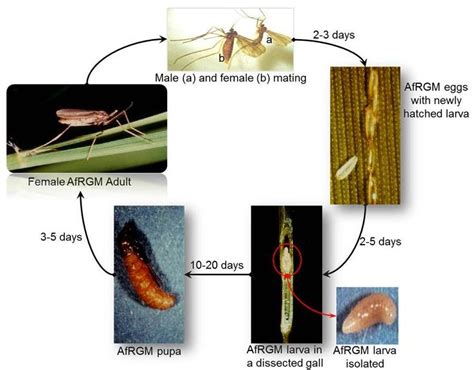 African rice gall midge cycle of reproduction (adapted from Nwilene et... | Download Scientific ...