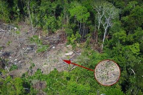 Drone Digunakan untuk Memastikan Keberadaan Suku Asli di Hutan Amazon - Mongabay.co.id