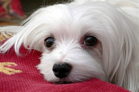 Maltese Dog Breed Health Problems | Animal Bliss