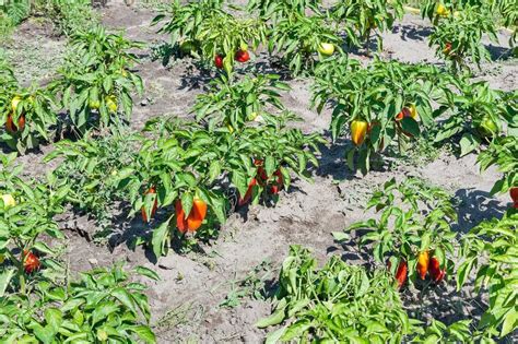 How Far Apart to Plant Bell Peppers? How Much Spacing Area Needed? - FarmingThing.com