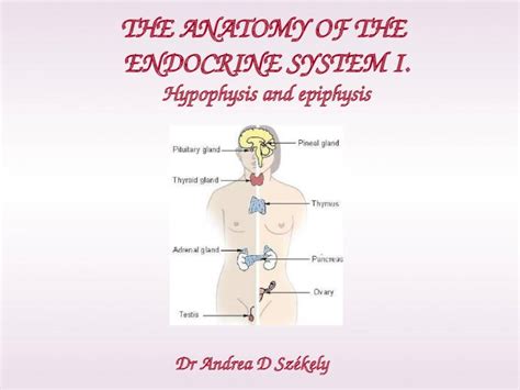 (PPT) Dr Andrea D Székely THE ANATOMY OF THE ENDOCRINE SYSTEM I. Hypophysis and epiphysis ...