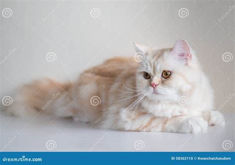 Brown Persian Cat stock photo. Image of feline, animal - 58362110