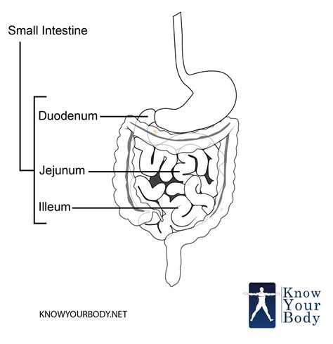 Small Intestine - Function, Anatomy, Location, Length and Diagram