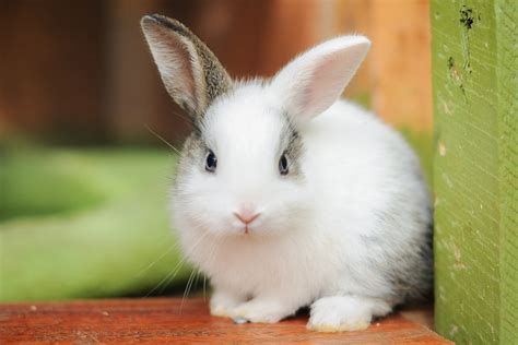 Cutest Bunnies You’ll Want to Take Home | Reader's Digest Canada