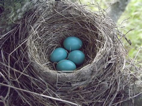 Robin's Eggs Free Stock Photo - Public Domain Pictures